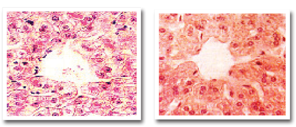 成年兔干细胞（左）与成人干细胞（右）之显微照片比较